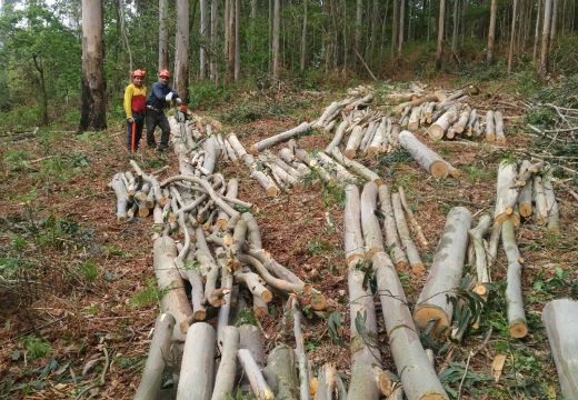 O Concello de Fene inicia a limpeza subsidiaria de 8 parcelas en cumprimento da normativa sobre prevención de incendios